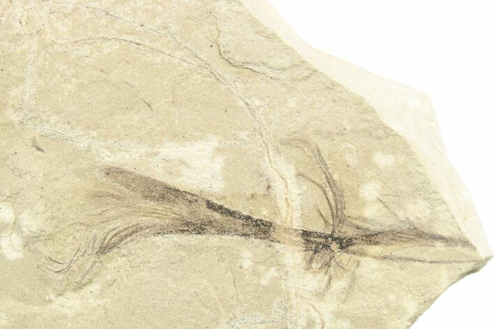 Detailed Fossil Feather - Green River Formation, Utah #242704